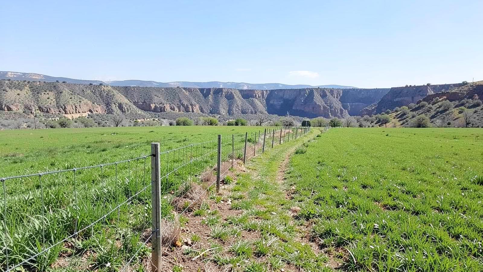 New wire and post fence line running straight along the edge of a green irrigated field toward a distant canyon rim