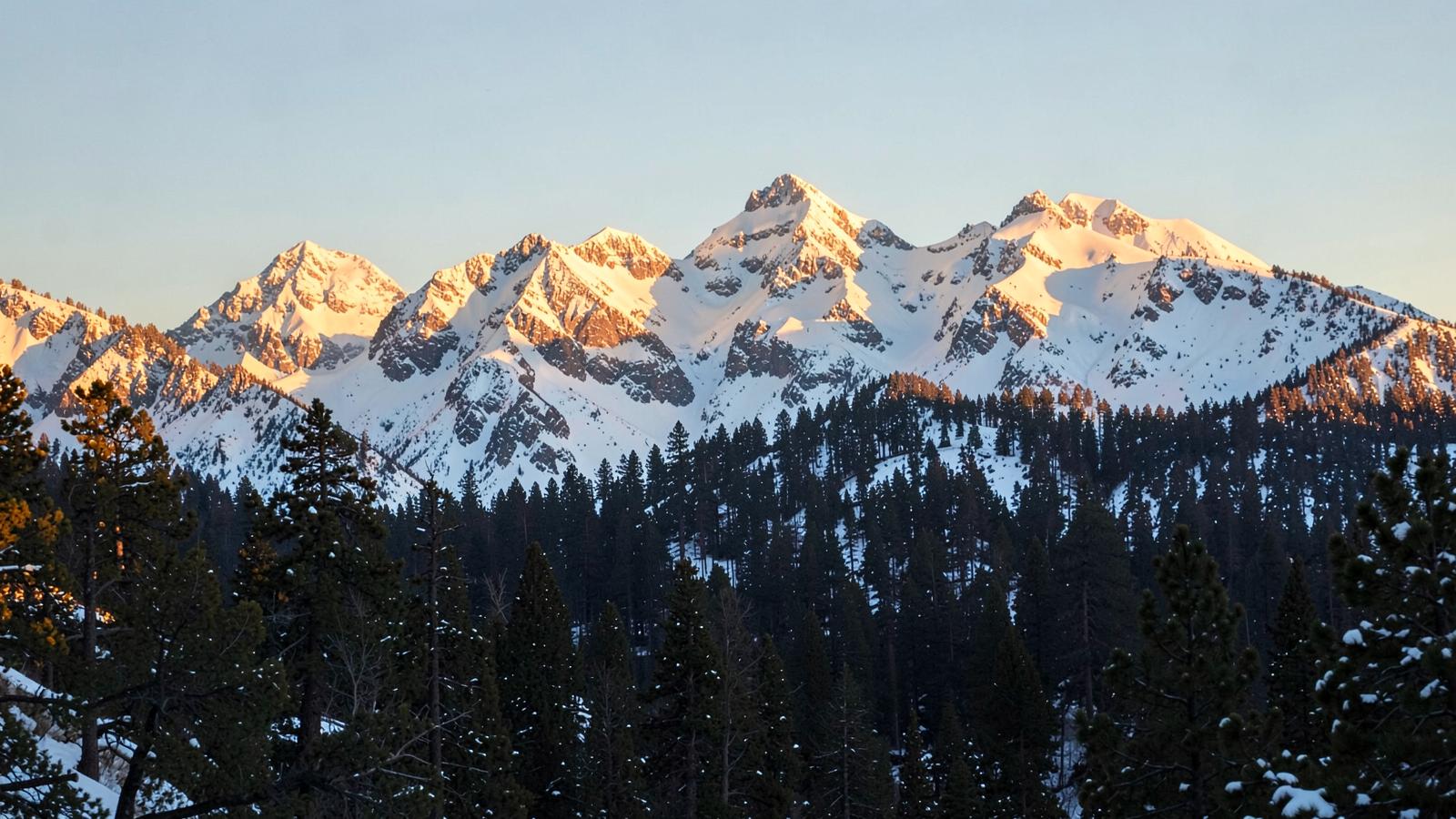 Snow-covered mountain peaks at dusk above a dark ponderosa pine forest under a deep blue sky