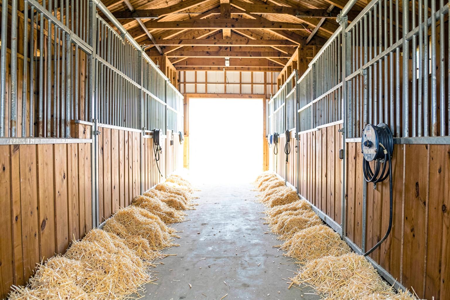 Barn aisle with wooden stalls, metal grilles, fresh shavings and a hose reel, lit from the open far end