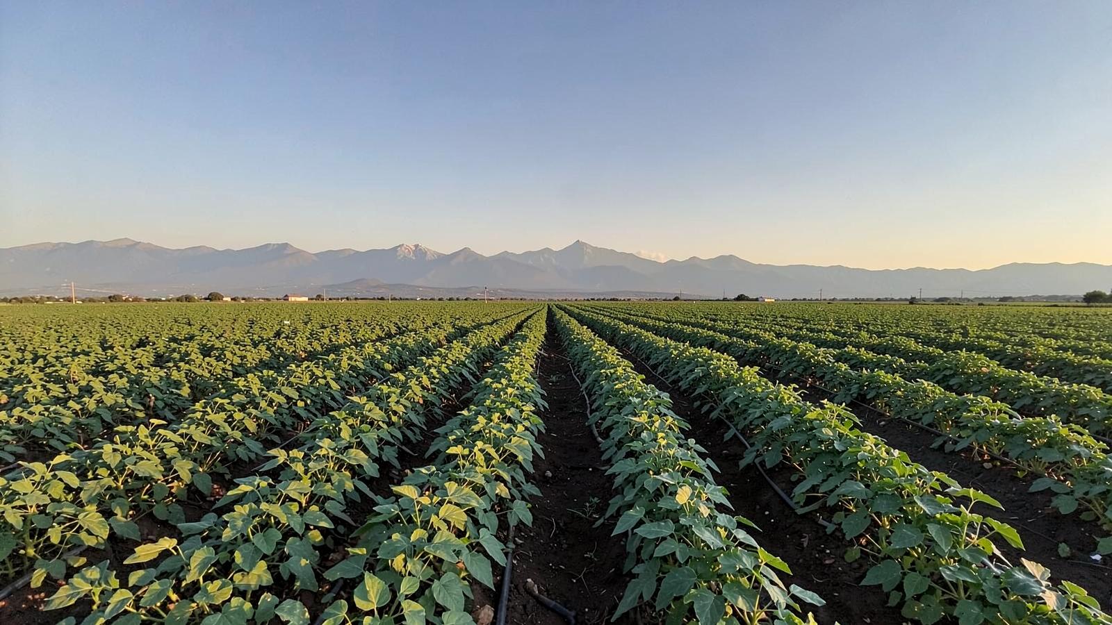 Long rows of green potato plants stretching across flat farmland toward a distant mountain range