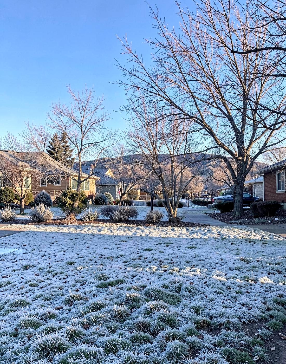 Frost-covered lawn and bare trees on a cold clear morning in an older residential neighborhood below dry foothills