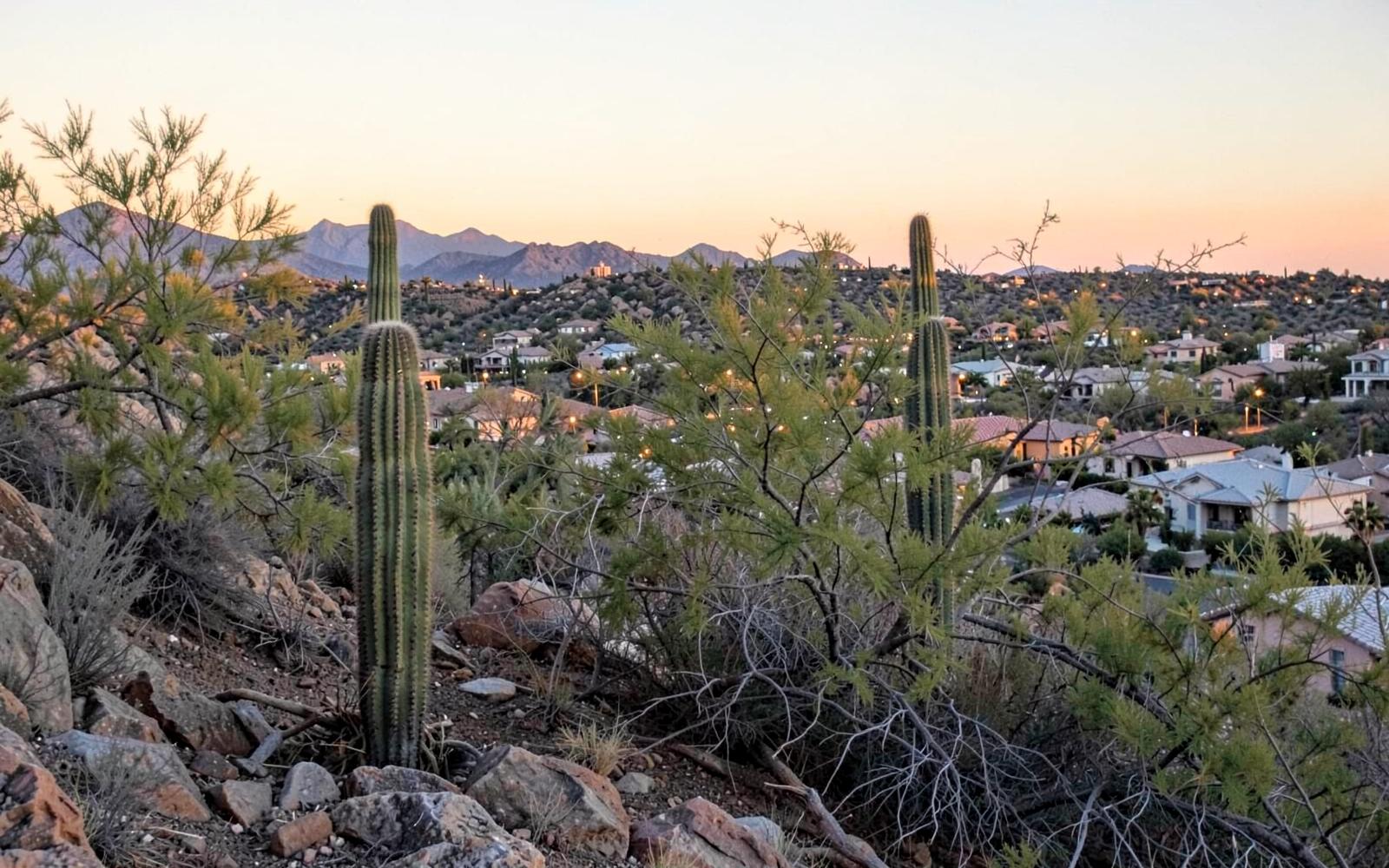 Saguaro cacti on a rocky desert hillside above an affluent city of low tile-roof homes at sunset