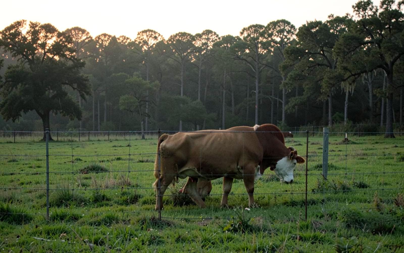 Cattle grazing in a green pasture at dusk behind a simple wire fence with an oak and pine treeline behind
