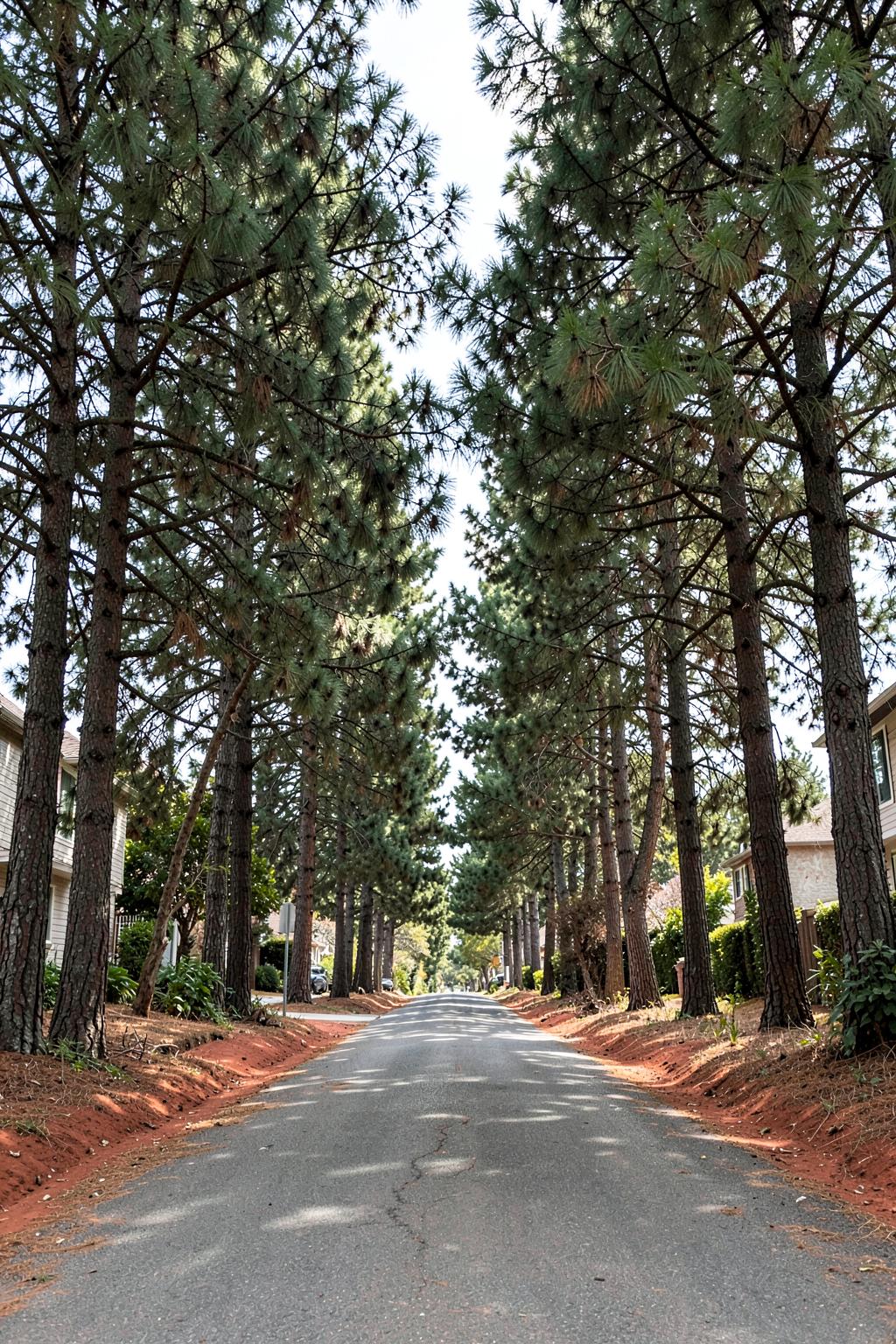 Quiet residential street running beneath a dense canopy of tall pines with dappled light and red clay verges