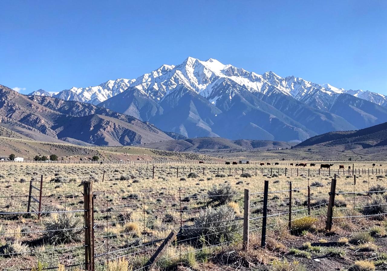 High desert ranch pasture with post-and-wire fencing and cattle below a snow-covered Sierra Nevada crest