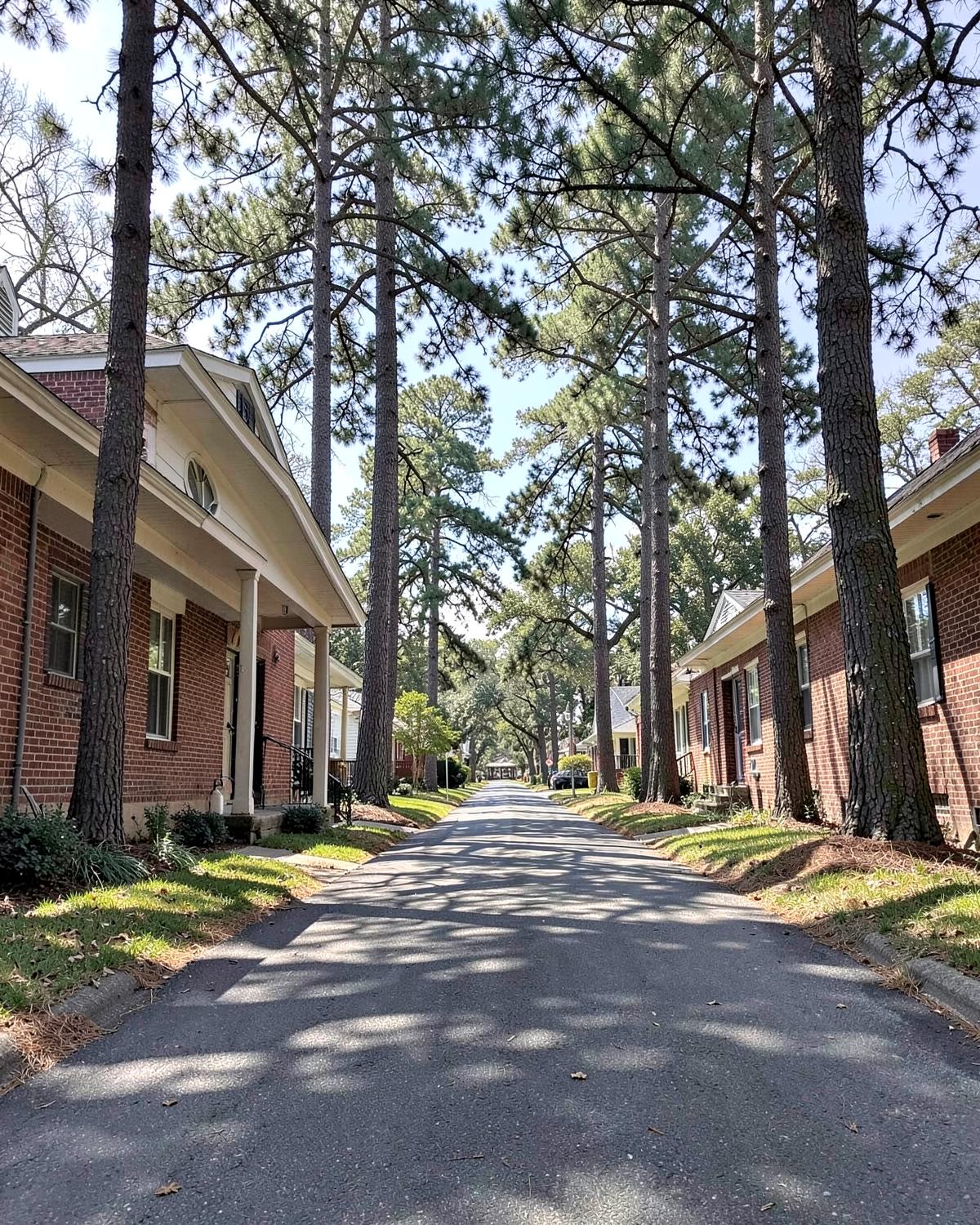 Shaded residential street of mid-century red brick homes under tall loblolly pines with dappled sunlight on the asphalt