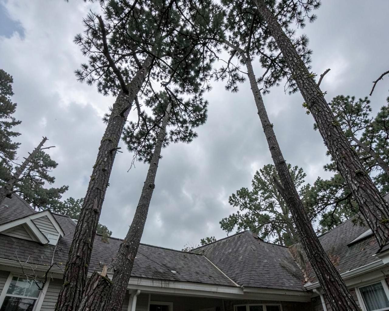 Tall pines leaning over the shingled roof of a suburban house under a dark storm sky