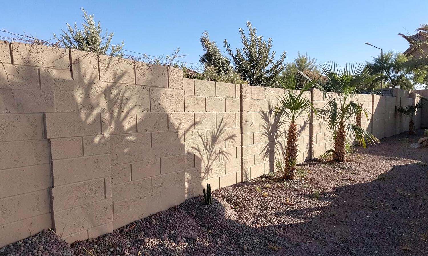 New stuccoed block wall along a desert backyard with gravel landscaping, young fan palms and strong afternoon shadows