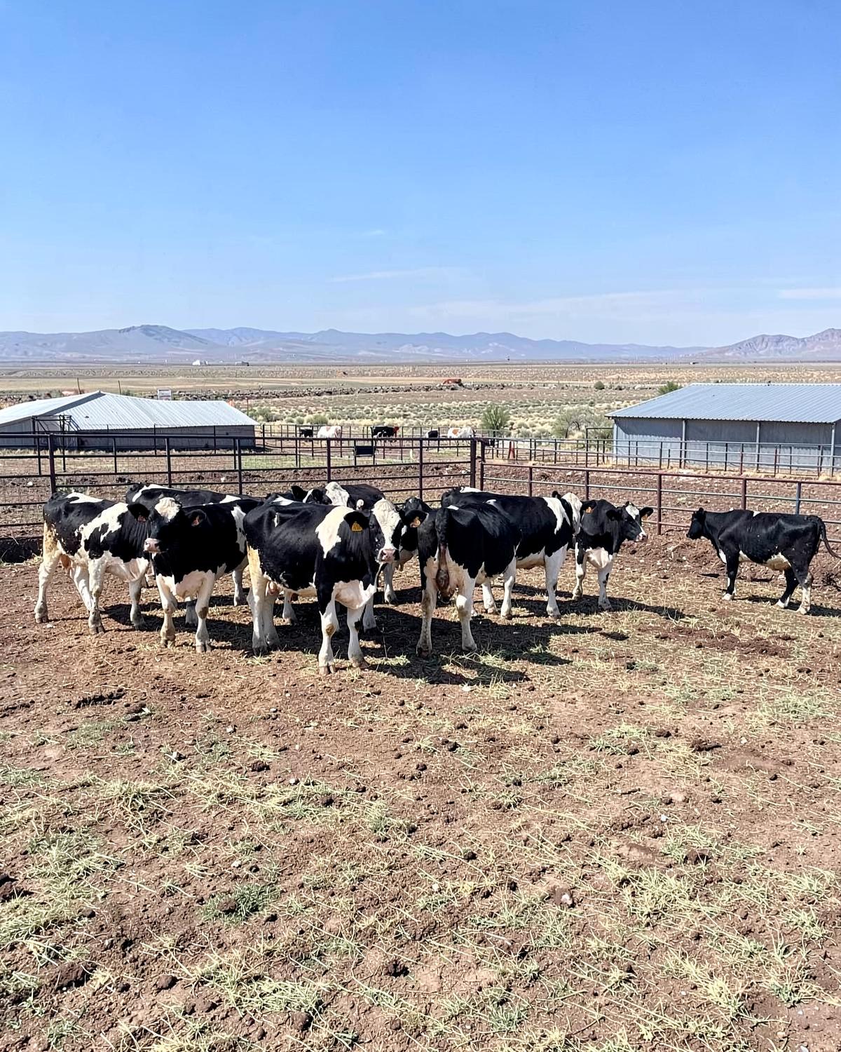 Black and white dairy cows in an open corral on flat irrigated high desert farmland